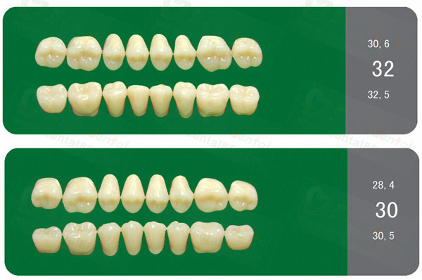 SA31 Acrylic Resin Teeth Three